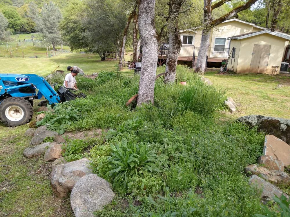 Weed-choked bed under oak trees before a cleanup, with a tractor working alongside