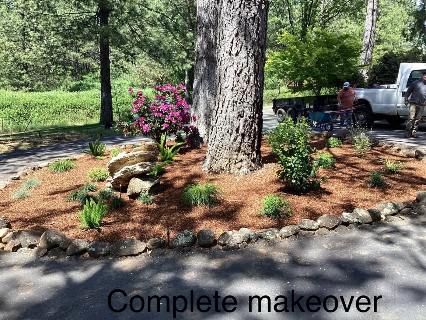 Mulched planting bed with boulders and ornamental grasses ringing a mature pine