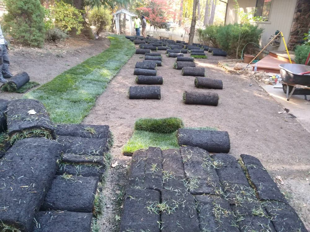 Rolls of sod set out across a graded yard partway through an installation