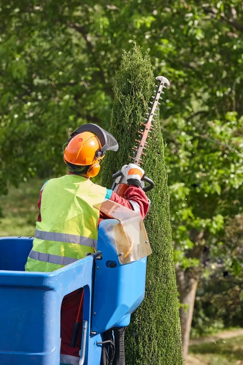 Pruning, Trimming & Hedging